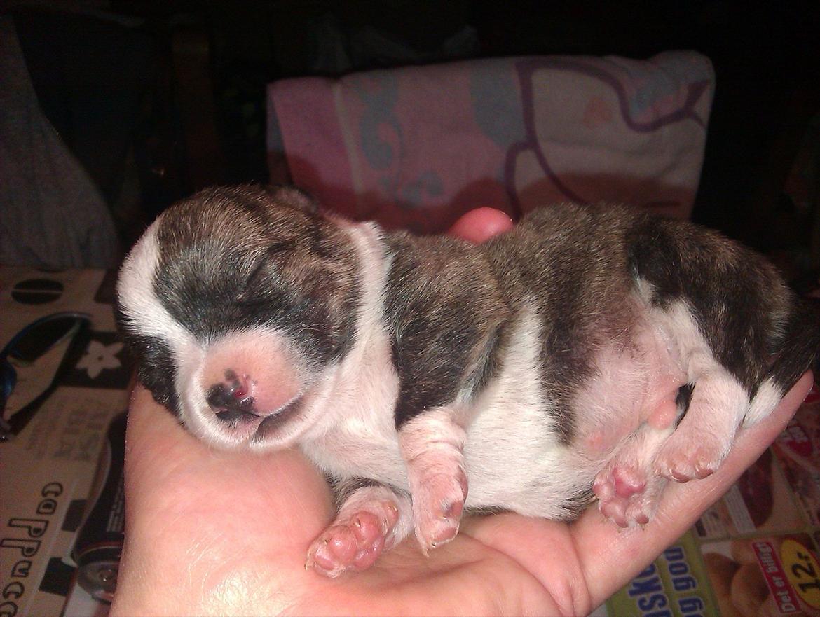 Blanding af racer chevy - Sidste hvalp.. 2011 billede 4