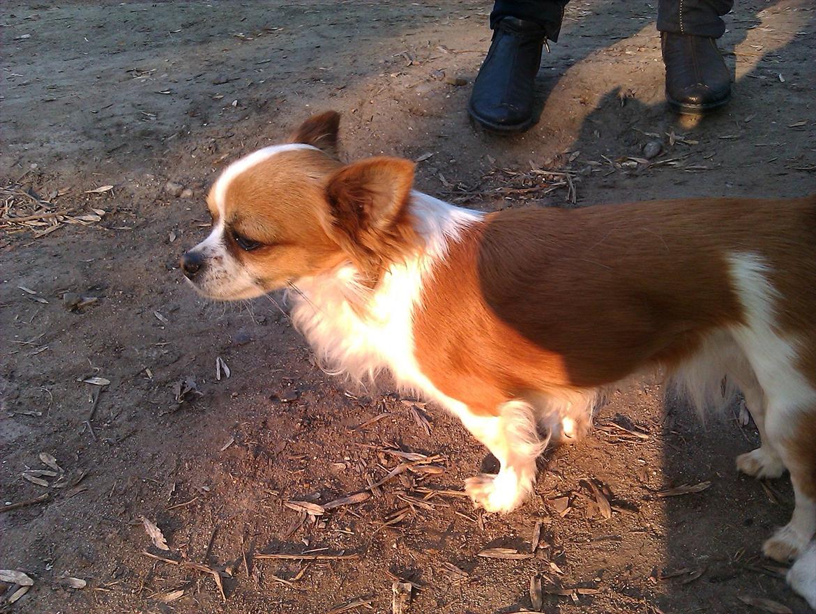 Blanding af racer chevy - CHEVY'S KÆRSTE billede 5