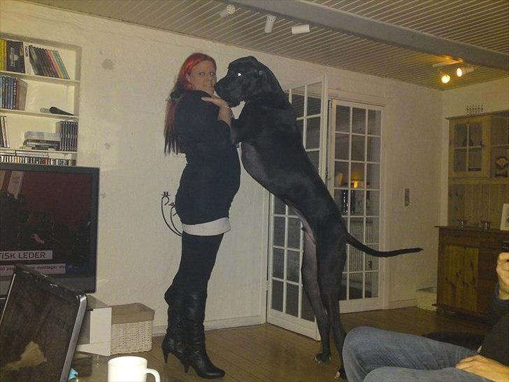 Grand danois Balou billede 12