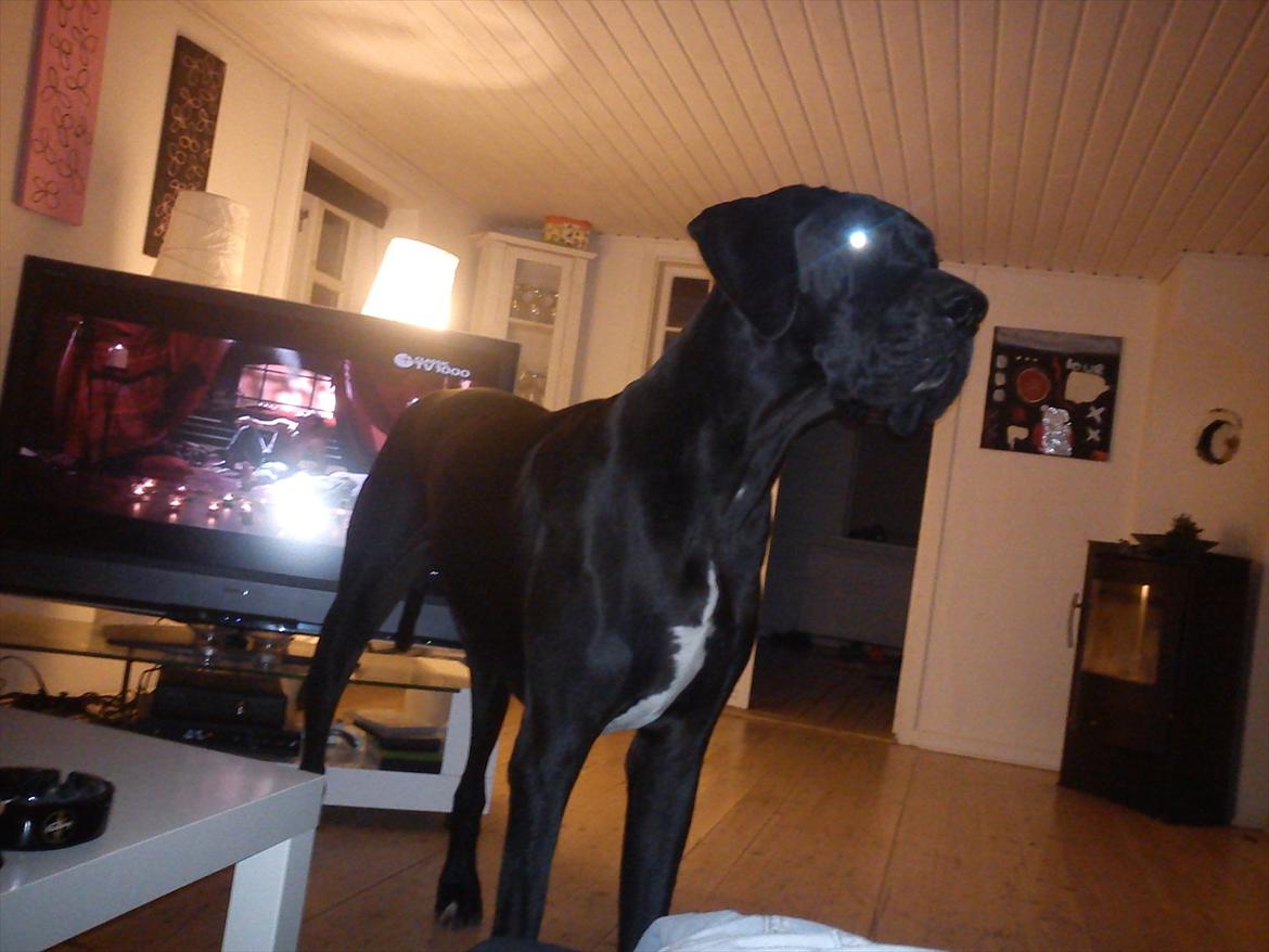 Grand danois Balou billede 13