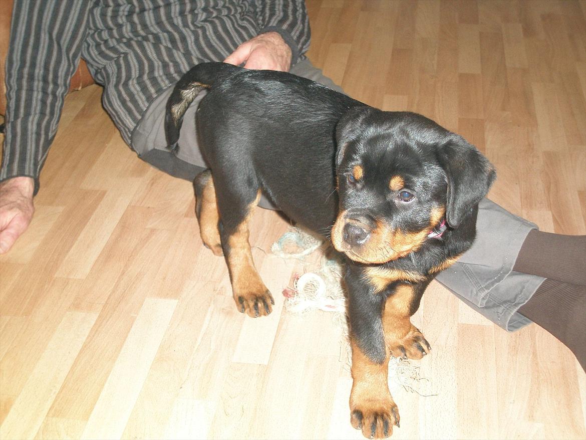 Rottweiler AYA - 12 uger :-)
 billede 10