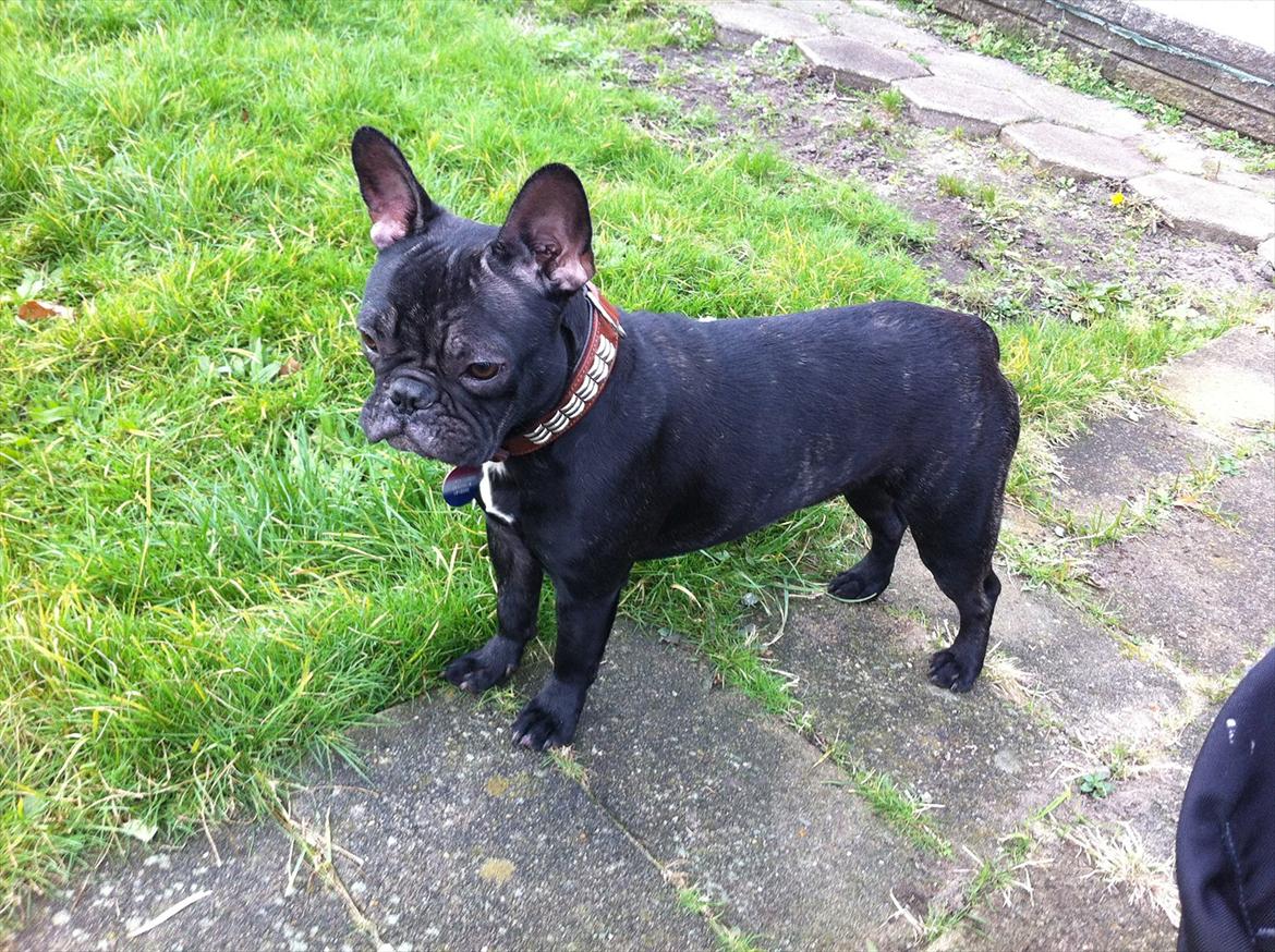 Fransk bulldog medina billede 1