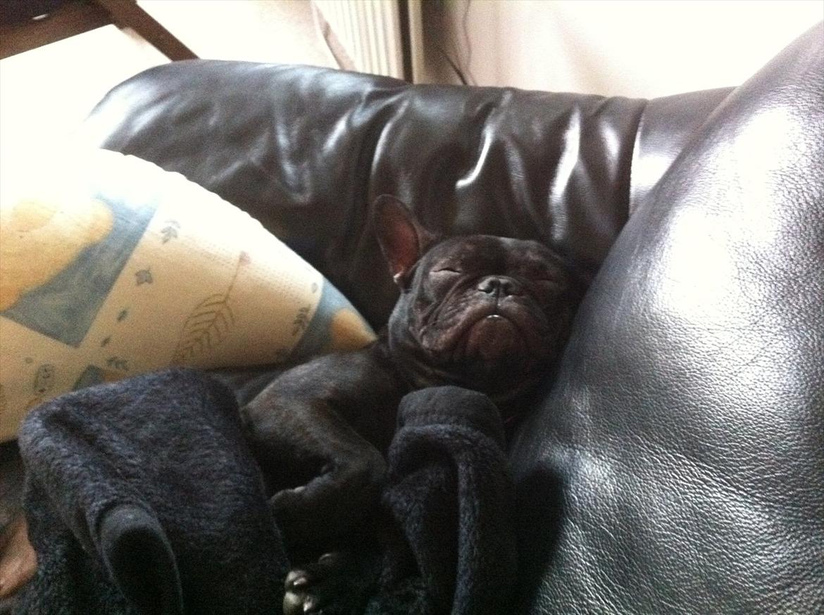 Fransk bulldog medina billede 2