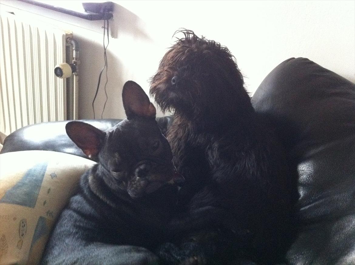 Fransk bulldog medina billede 3