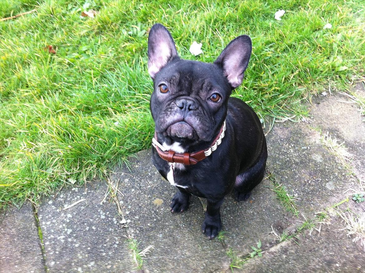 Fransk bulldog medina billede 4