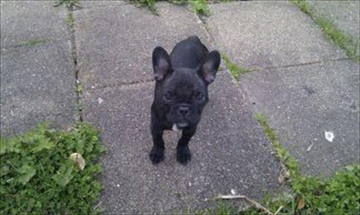 Fransk bulldog medina billede 5