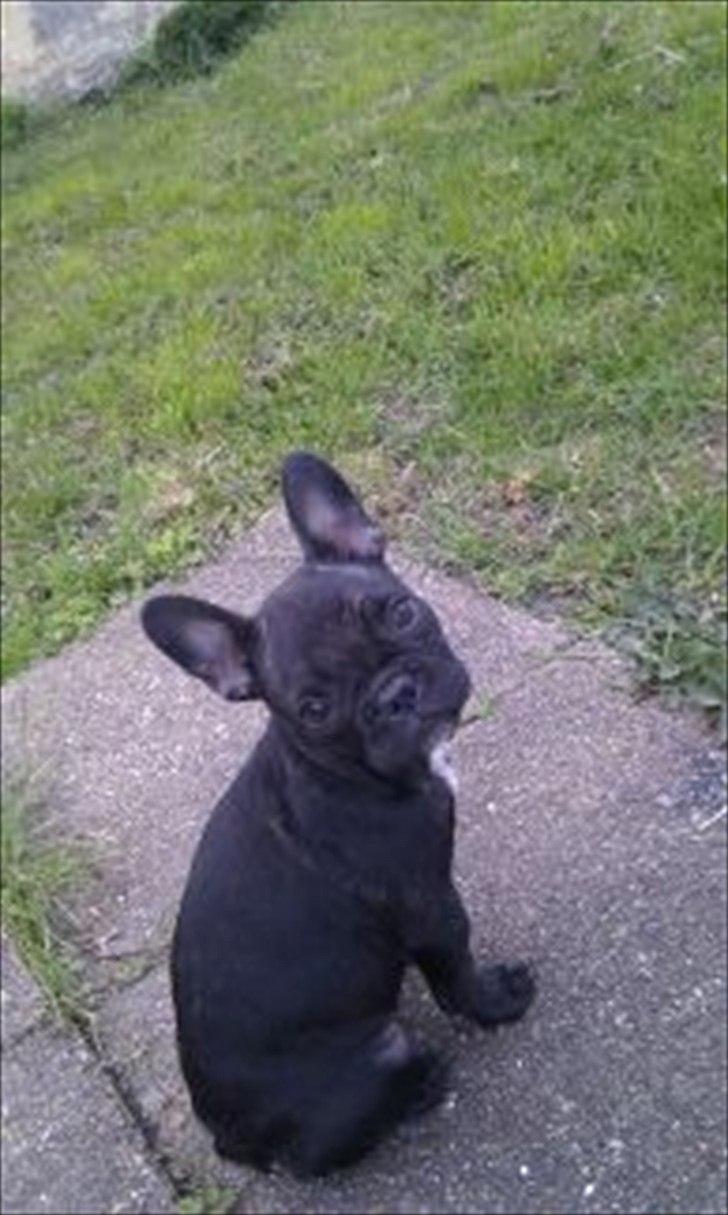 Fransk bulldog medina billede 6