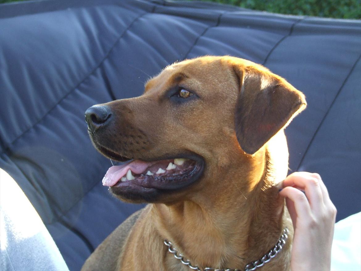 Blanding af racer * Cille * <3 billede 15