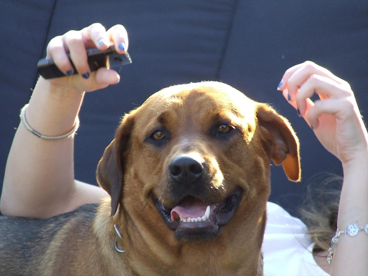 Blanding af racer * Cille * <3 billede 16