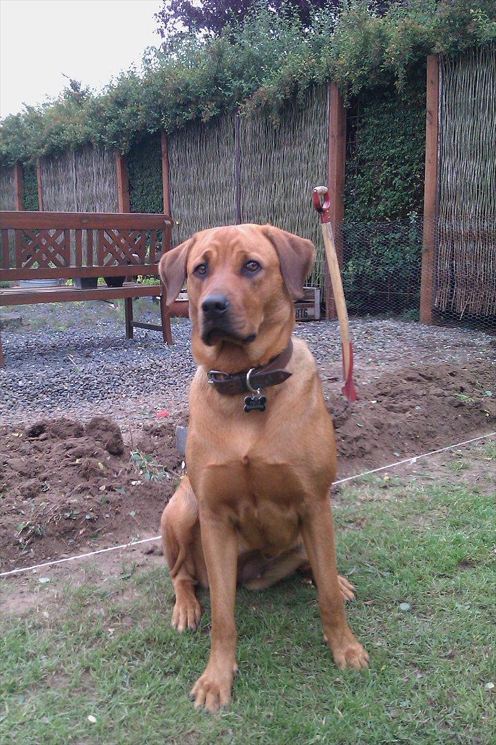 Blanding af racer * Cille * <3 billede 17