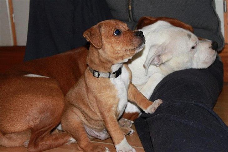 Staffordshire bull terrier Tovdals Tell Me More Milo - 17.November 7uger 6dage. billede 13
