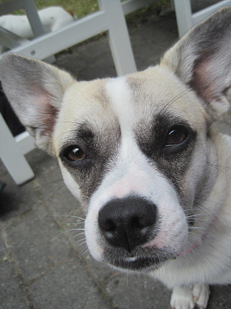 Blanding af racer Belle: Nu en af himlens stjerner billede 3