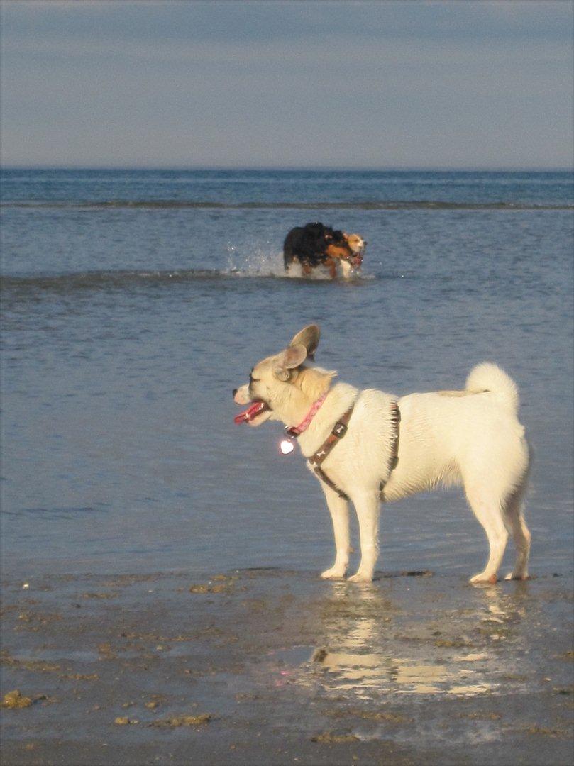 Blanding af racer Belle: Nu en af himlens stjerner billede 11