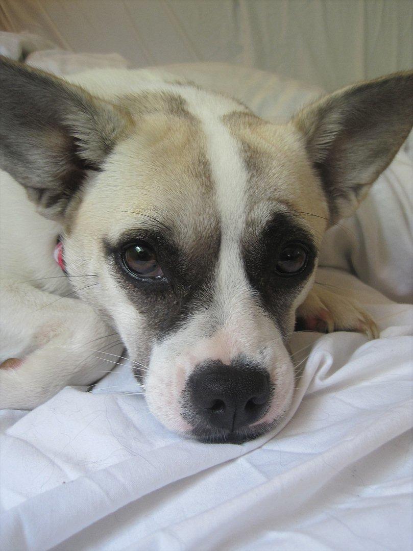 Blanding af racer Belle: Nu en af himlens stjerner billede 1