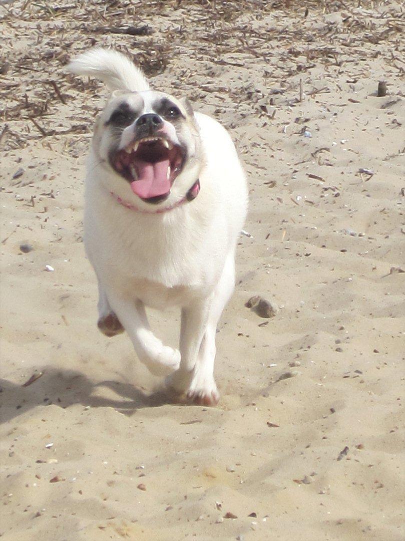 Blanding af racer Belle: Nu en af himlens stjerner billede 4