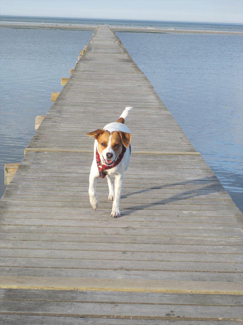 Blanding af racer Luna Sofia billede 5