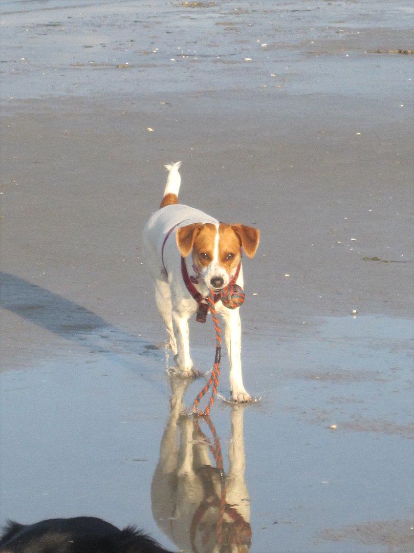 Blanding af racer Luna Sofia billede 3