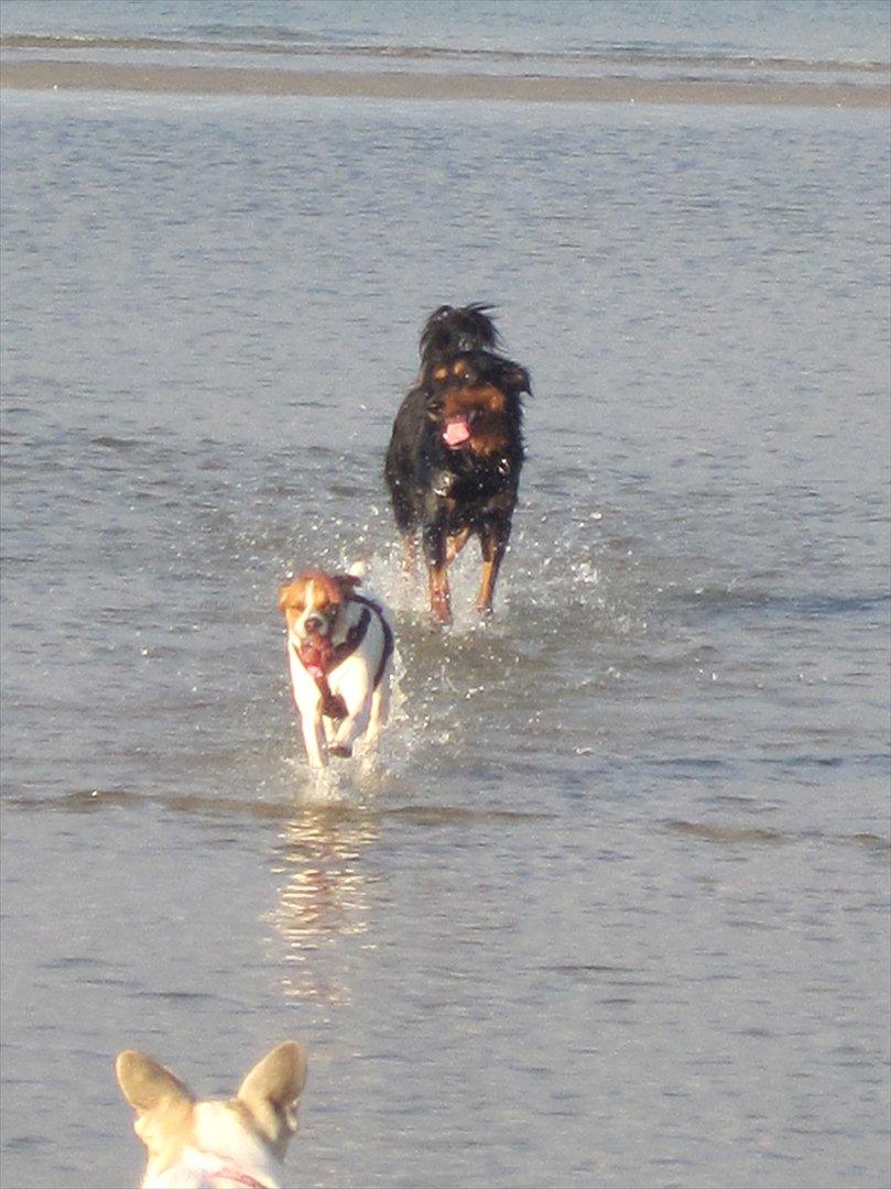 Blanding af racer Luna Sofia billede 17