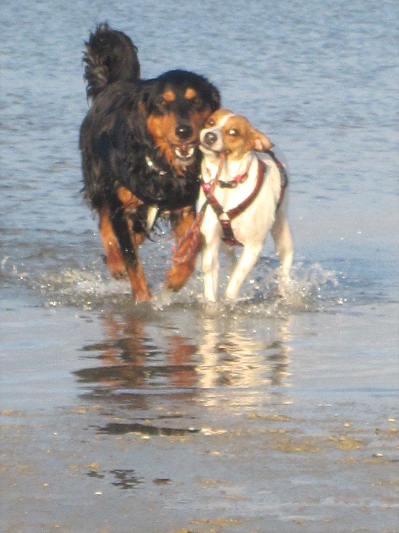 Blanding af racer Luna Sofia billede 9