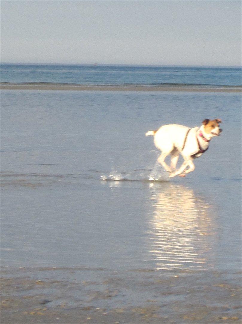 Blanding af racer Luna Sofia billede 18