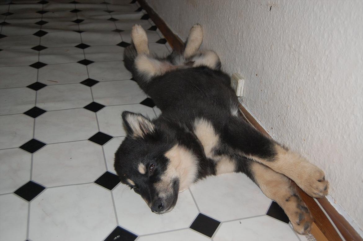 Finsk lapphund Dukato - En mæt Dukato ligger lige og slår mave :) billede 5