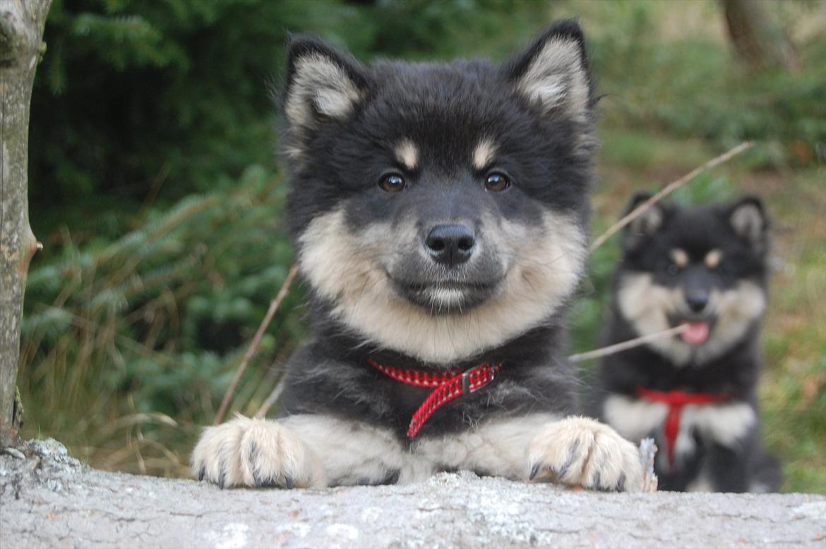 Finsk lapphund Dukato - Smukke Dukato i hundeskoven! billede 4
