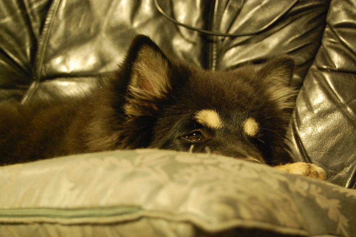 Finsk lapphund Piratos - En træt Pirat :) billede 5