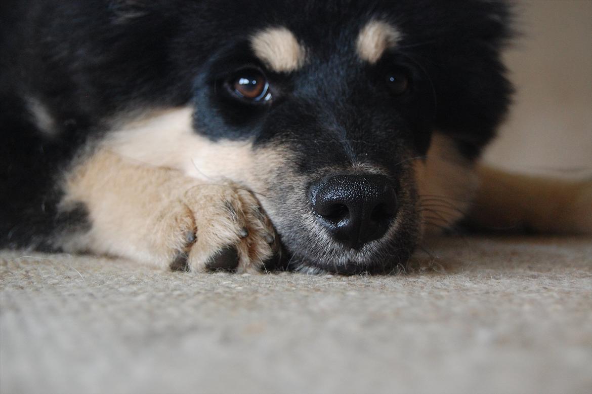 Finsk lapphund Piratos - Piratos! :D billede 6