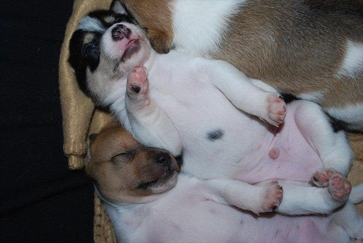 Dansk svensk gaardhund Micki billede 8