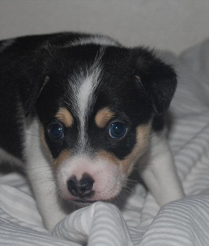 Dansk svensk gaardhund Micki billede 9