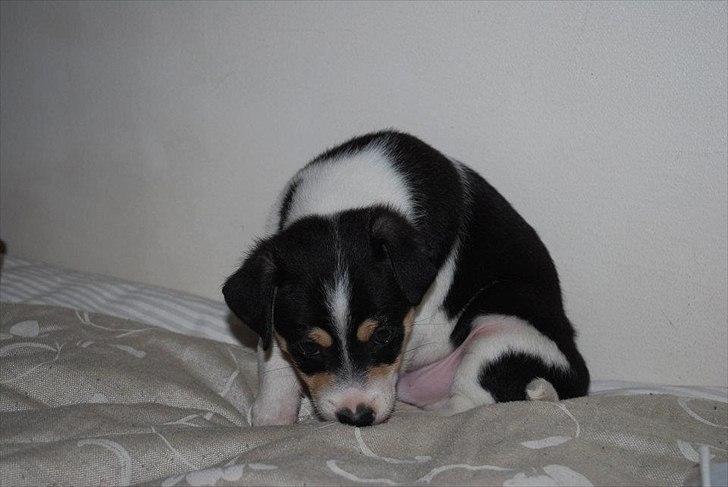 Dansk svensk gaardhund Micki billede 10