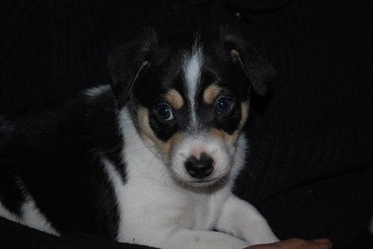 Dansk svensk gaardhund Micki billede 11