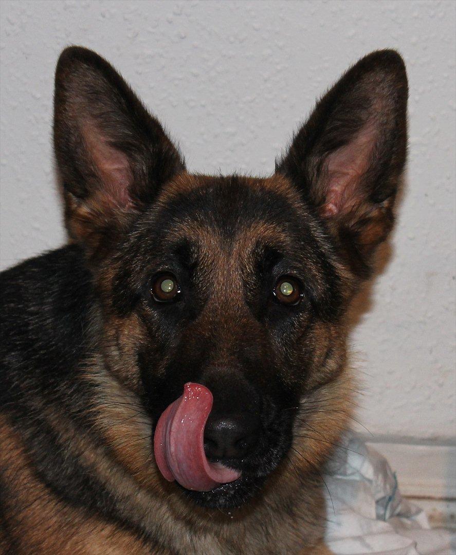 Schæferhund Kiamis Fahra (Mor´s hund) billede 5