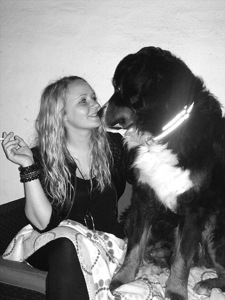 Berner sennenhund Walter - total kærlig og klæbrende.. på de her billeder er walter 1 år og 7 mdr. :) billede 15