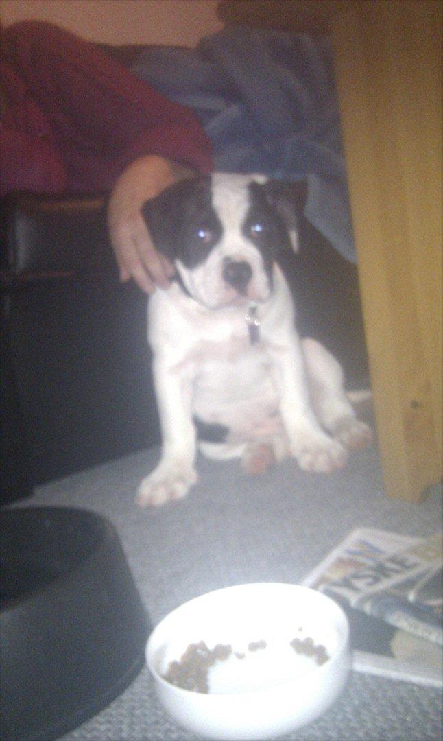 Olde english bulldogge Gifi billede 11