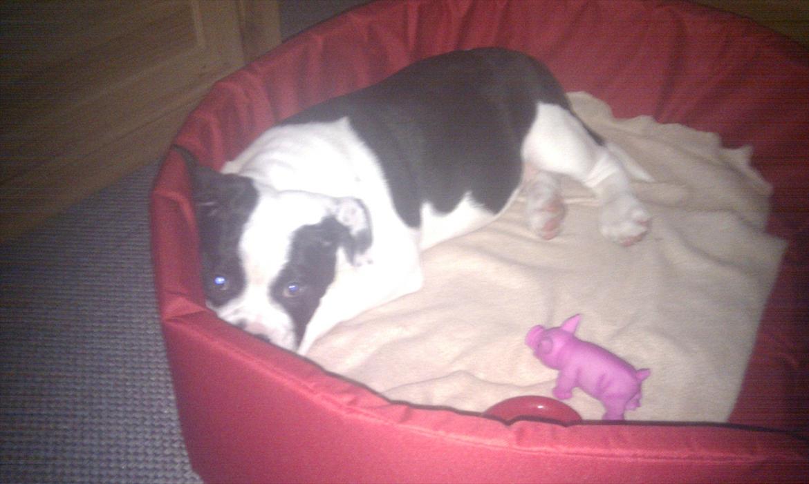 Olde english bulldogge Gifi billede 12