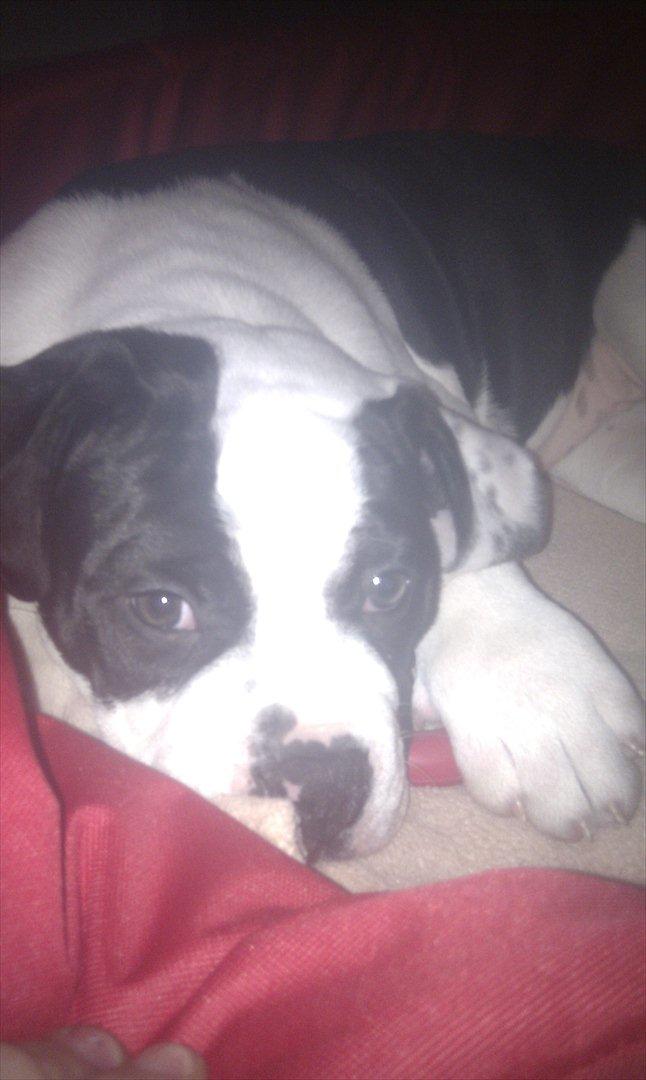 Olde english bulldogge Gifi billede 10