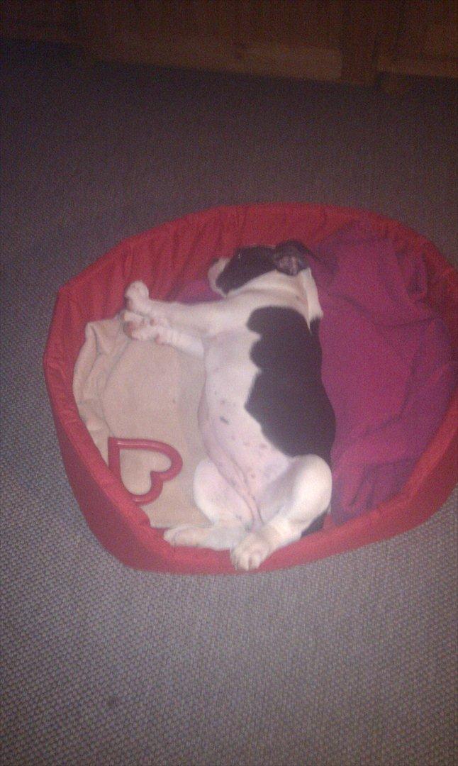 Olde english bulldogge Gifi billede 13