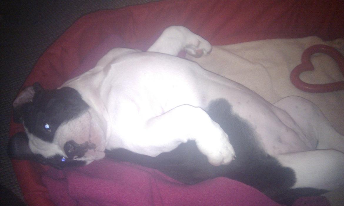 Olde english bulldogge Gifi billede 9