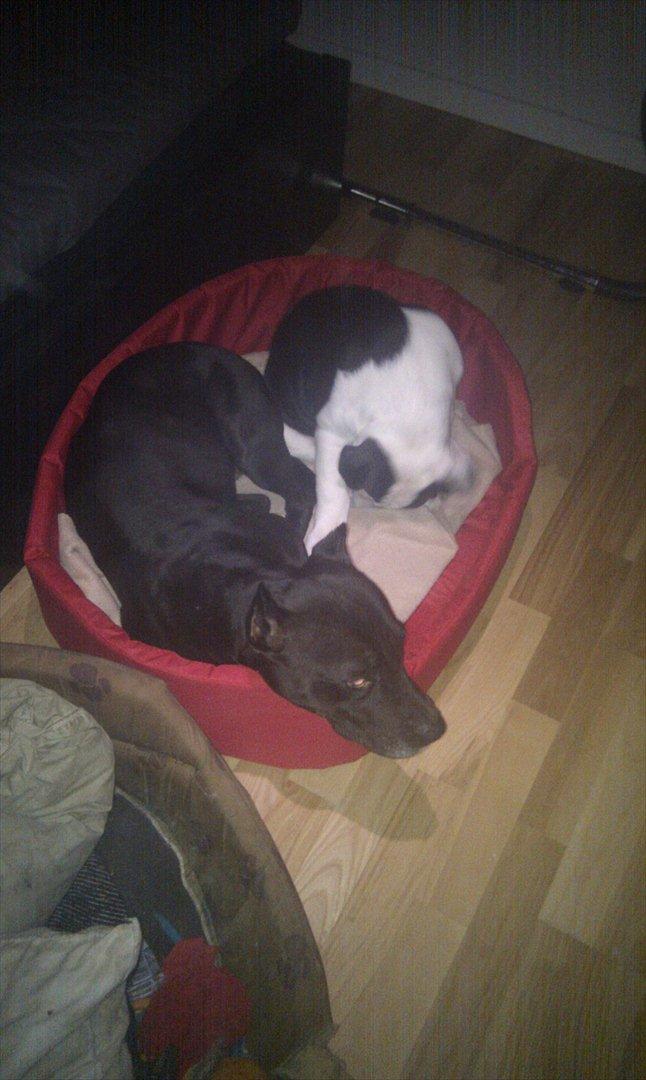 Olde english bulldogge Gifi billede 14