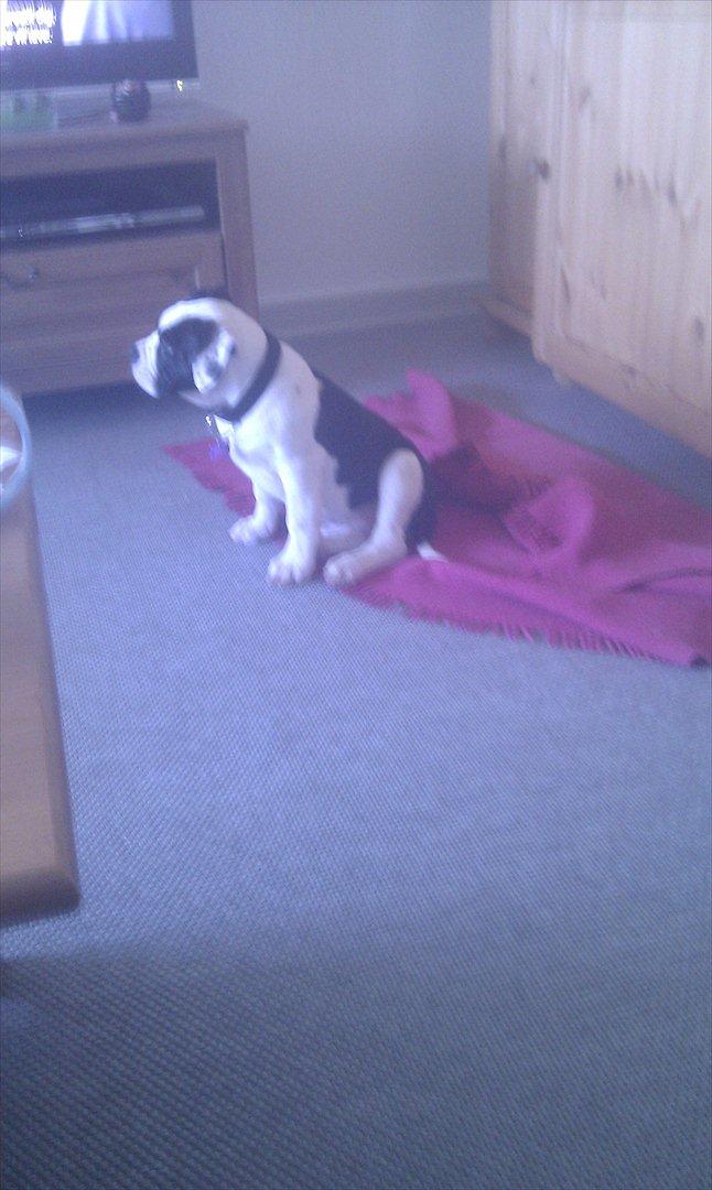 Olde english bulldogge Gifi billede 15