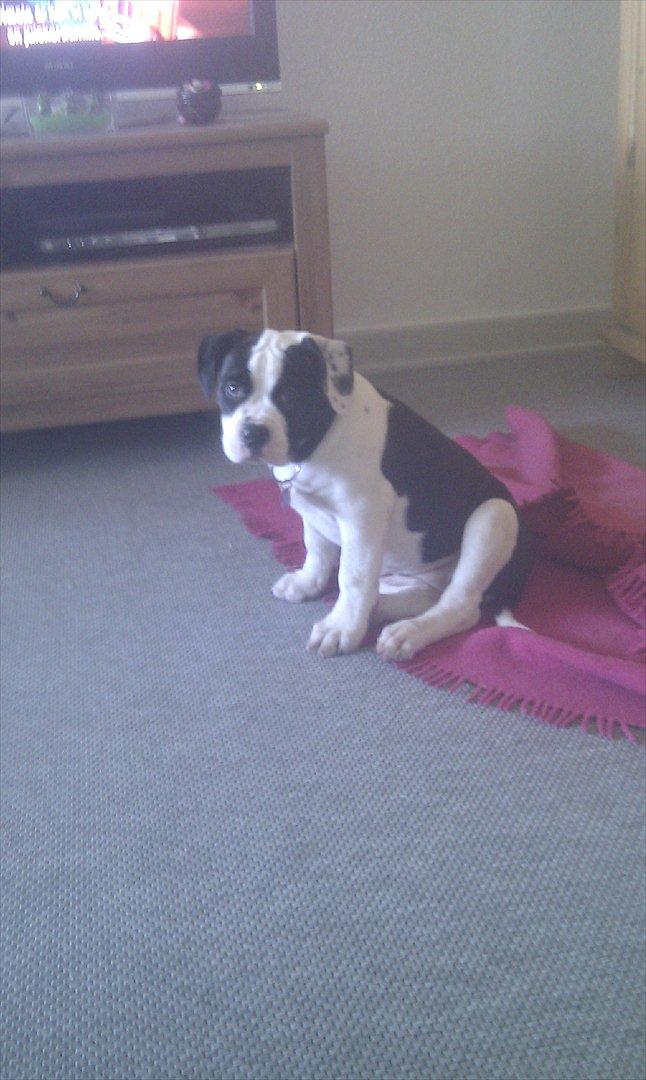 Olde english bulldogge Gifi billede 16