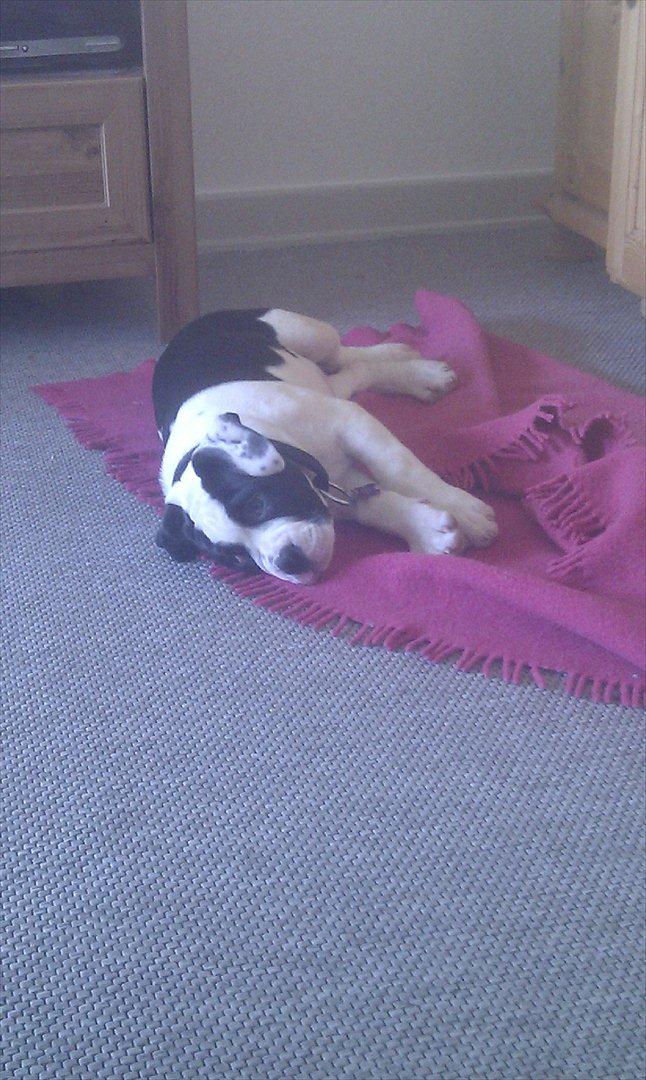 Olde english bulldogge Gifi billede 17