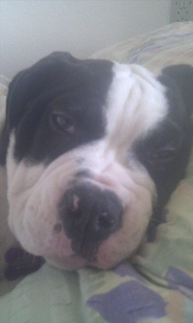 Olde english bulldogge Gifi billede 18