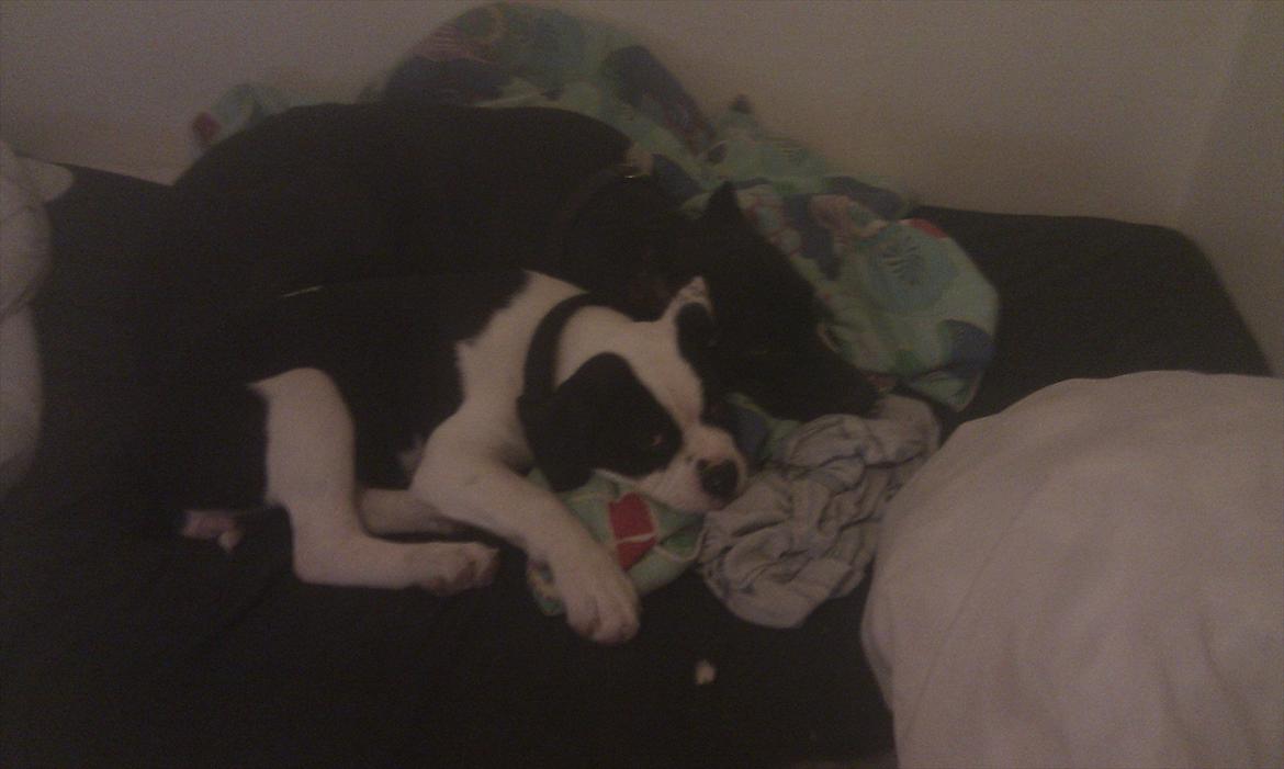 Olde english bulldogge Gifi billede 19