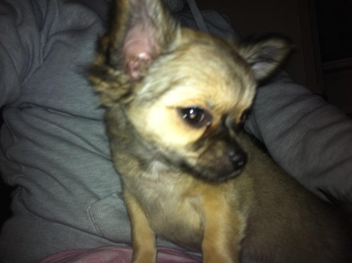 Chihuahua *Kira* billede 6