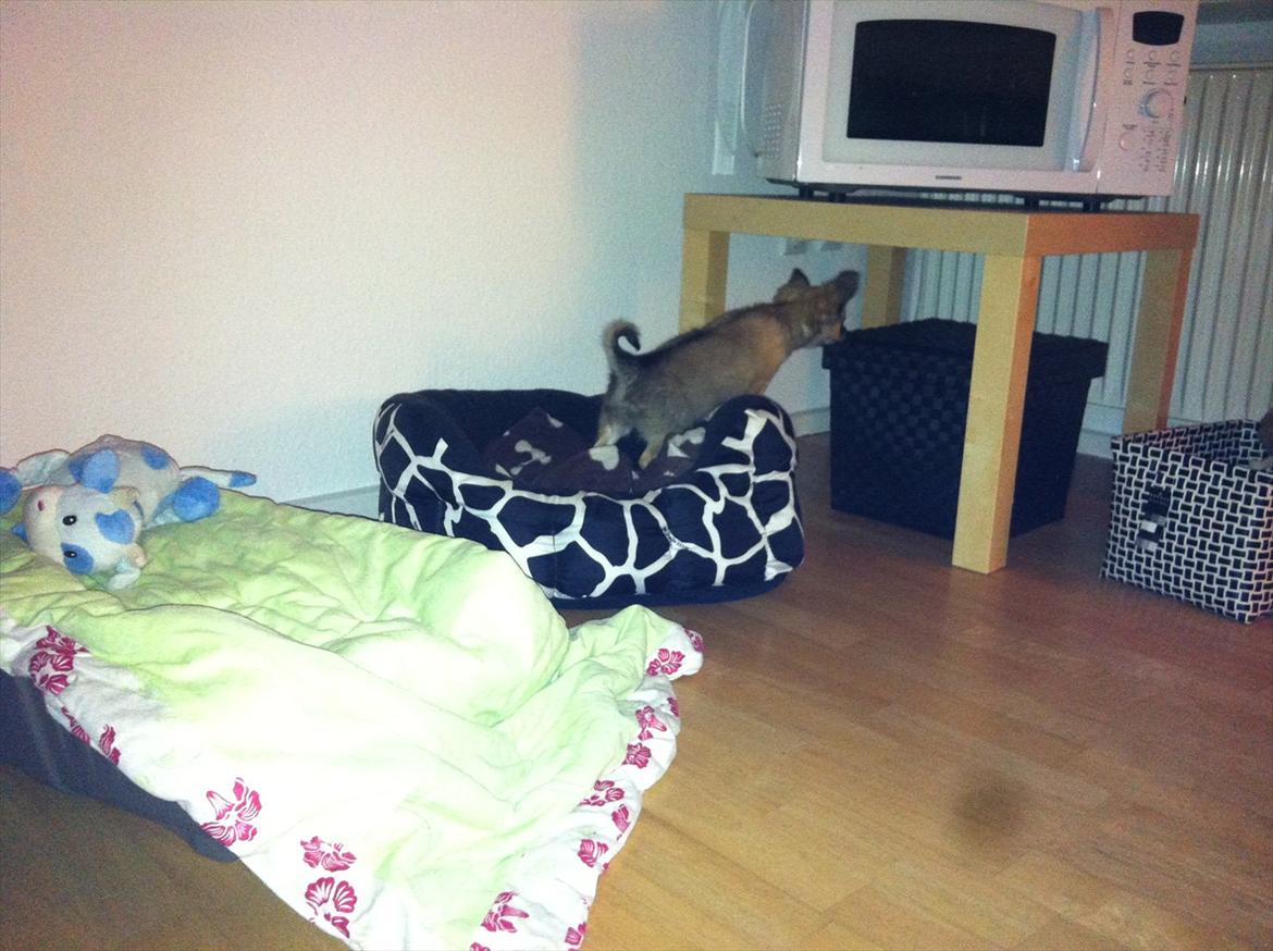 Chihuahua *Kira* - Hvad er det for noget? godbider? billede 7