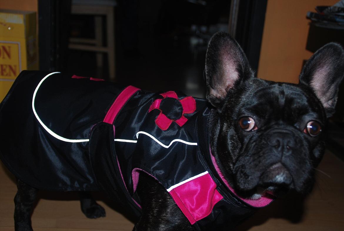 Fransk bulldog Berta <3 - damp :* - Berta med hendes nye dækken :-)
- 1 år<3
19.11.11 billede 14