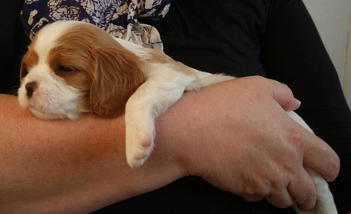 Cavalier king charles spaniel Marskens Nova  billede 13