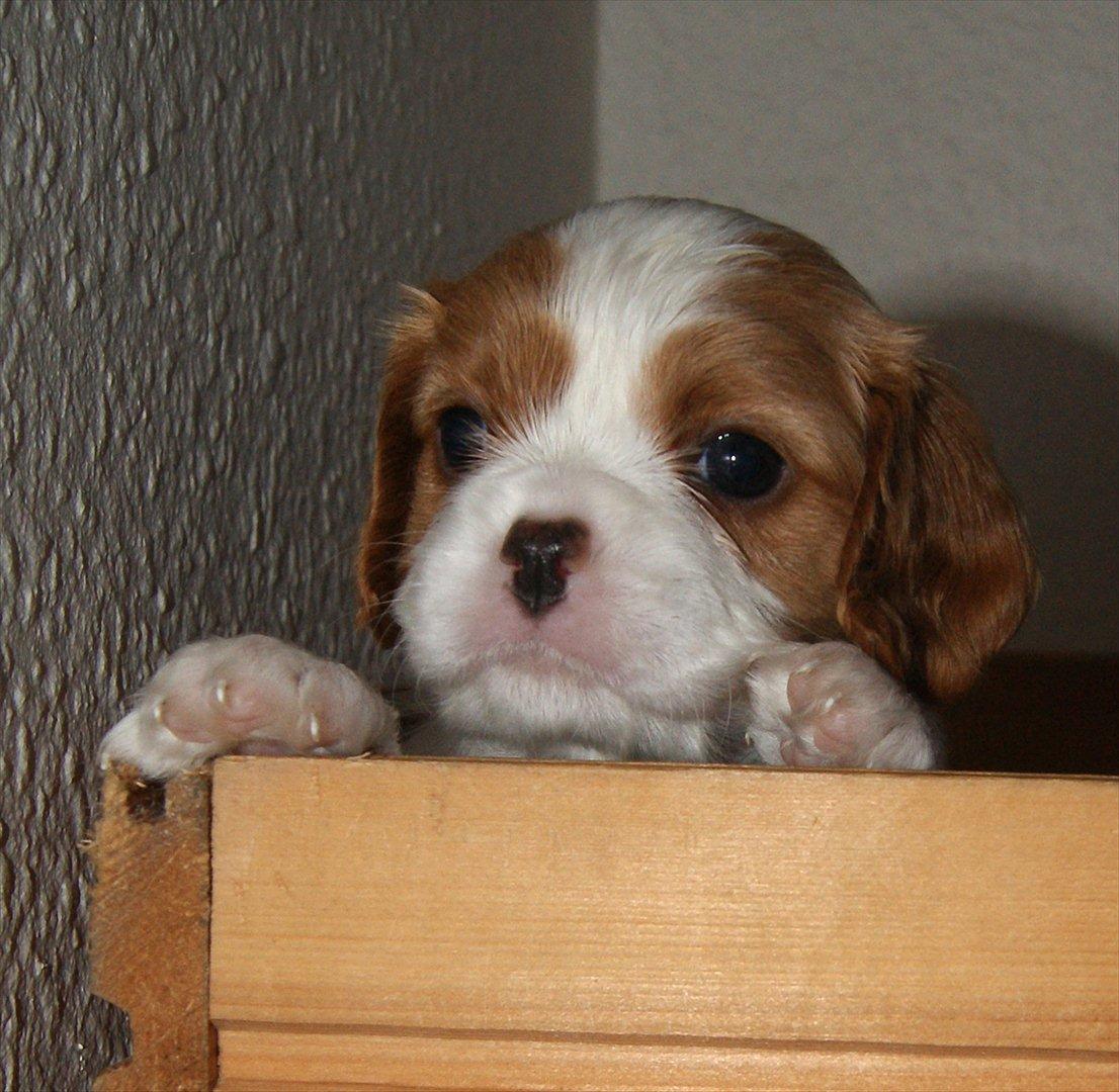 Cavalier king charles spaniel Marskens Nova  billede 14